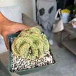 Mammillaria elongata Ліст