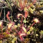 Drosera anglica Yaprak