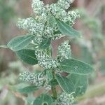 Chenopodium vulvariaVirág