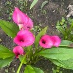 Zantedeschia rehmannii Цветок