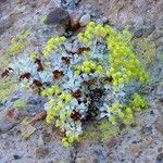 Eriogonum crocatum Costuma