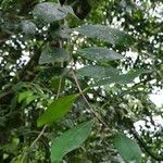 Memecylon umbellatum Leaf