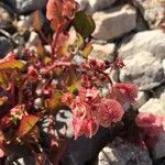 Rumex cyprius Flower