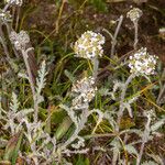 Achillea nana Leaf