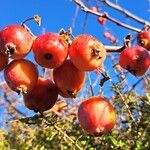 Malus × floribunda Fruit