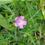 Geranium columbinumКветка