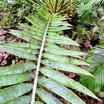 Encephalartos trispinosus 葉