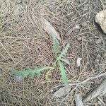 Cirsium filipendulum Leaf