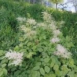 Aruncus dioicusFlower