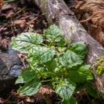 Circaea alpina Foglia