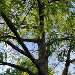 Quercus × leana Hábito