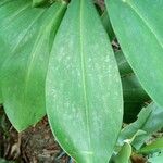 Costus spiralis Blatt