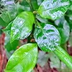 Psychotria suterella Hoja