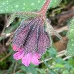 Pulmonaria affinis Květ