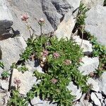 Valeriana apula Habit