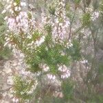 Erica multifloraപുഷ്പം