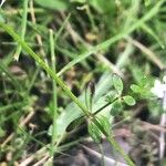 Galium palustre पत्ता