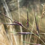 Festuca asplundii 花