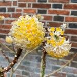 Edgeworthia chrysantha Žiedas