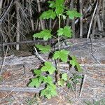 Ribes magellanicum Hábito
