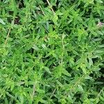 Thymus longicaulis 葉