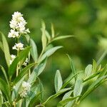 Ligustrum robustum Flower