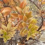 Rubia fruticosa Hoja