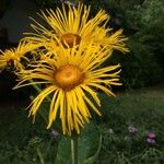 Inula heleniumBlüte