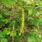 Cassia obtusifolia Fruit