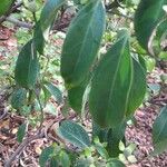 Cornus hongkongensis Leaf