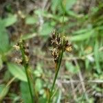 Juncus gerardi फल