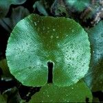 Adiantum reniforme Лист