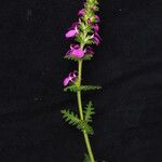 Pedicularis gracilis Yeri