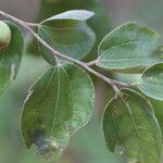Ziziphus mucronata ഇല