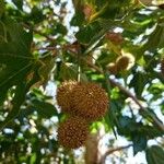 Platanus × hispanica Fruit