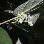 Solanum schlechtendalianum 花
