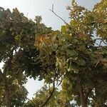 Fernandoa adenophylla Fruto