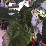 Alocasia macrorrhizosЛисток