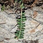 Asplenium platyneuron Leaf