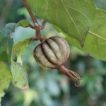 Rothmannia whitfieldii Fruit