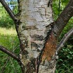 Betula pendula خشب