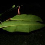 Heliconia latispatha Bloem