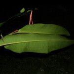 Heliconia latispatha Blüte