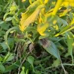 Inula britannica Leaf