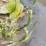 Sagittaria montevidensis Kvet