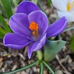 Crocus neapolitanus Flors