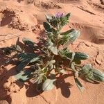 Echium horridum Inny