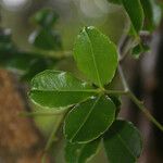 Zanthoxylum asiaticum पत्ता