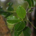 Zanthoxylum asiaticum Hostoa