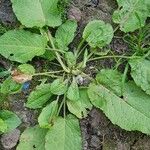 Rumex pulcher Blatt